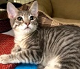 [picture of Mercedes, a Domestic Short Hair silver cat]