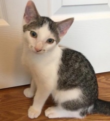 [picture of Rascal, a Turkish Van Mix white/black tabby cat]