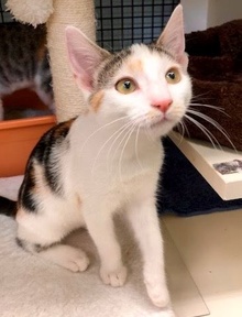 [another picture of Fiona, a Turkish Van Mix calico\ cat] 