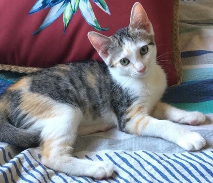 [picture of Fiona, a Turkish Van Mix calico cat]