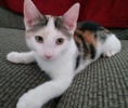 [picture of Cami, a Turkish Van Mix calico cat]
