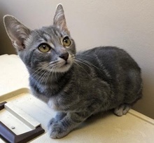 [another picture of Rowena, a Domestic Short Hair silver\ cat] 