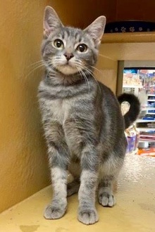 [picture of Rowena, a Domestic Short Hair silver\ cat] 