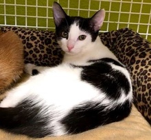 [picture of Yahtzee, a Domestic Short Hair black/white\ cat] 