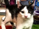 [picture of Romo, a Domestic Short Hair white/black cat]
