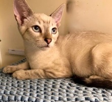[another picture of Amobi, a Siamese Mix blue lynx point\ cat] 