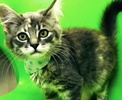 [picture of Dinah, a Maine Coon-x dilute calico cat]