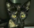 [picture of Mele, a Domestic Short Hair tortie cat]