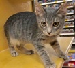 [picture of Kion, a Domestic Short Hair sliver tabby cat]