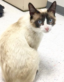 [another picture of Nacho Belgrande, a Siamese snowshoe\ cat] 