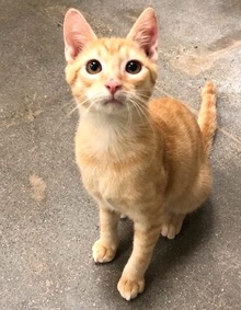 [another picture of Javier, a Domestic Short Hair orange tabby\ cat] 
