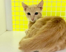 [picture of Julio, a Domestic Short Hair light orange marble cat]