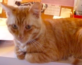 [picture of Major Nelson, a Domestic Short Hair orange\ cat] 