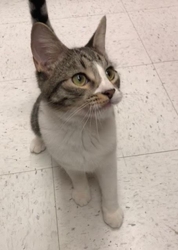 [picture of Genie, a Domestic Medium Hair gray tabby/white cat]