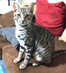 [another picture of Bangbang, a Bengal Mix silver spotted\ cat] 
