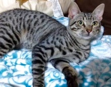 [picture of Bangbang, a Bengal Mix silver spotted\ cat] 