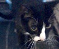 [picture of Marx, a Domestic Short Hair black/white cat]