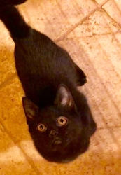 [picture of Spooky, a Domestic Short Hair black cat]
