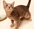 [picture of Simpkin, a Domestic Short Hair silver tabby cat]