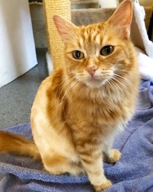 [another picture of Atlee, a Domestic Long Hair orange\ cat] 