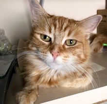 [picture of Atlee, a Domestic Long Hair orange\ cat] 