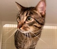 [picture of Gus, a Domestic Short Hair brown tabby cat]