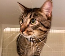 [picture of Gus, a Domestic Short Hair brown tabby\ cat] 