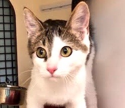 [picture of Zanders, a Turkish Van Mix gray tabby/white\ cat] 