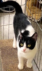 [picture of Cookie, a Domestic Short Hair black/white cow cat]
