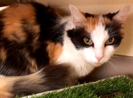 [picture of Cylissa, a Domestic Long Hair calico cat]