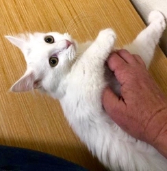 [picture of Josheroo, a Ragdoll Mix white angora cat]
