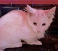 [picture of Josheroo, a Ragdoll Mix white angora cat]