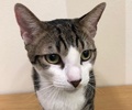 [picture of Slick, a Domestic Short Hair brown spot tabby/white cat]