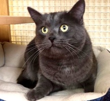 [picture of Monkey, a Russian Blue Mix blue cat]