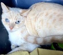 [picture of Kooa, a Siamese flame point\ cat] 