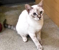 [picture of Vanillie, a Siamese lynx point\ cat] 