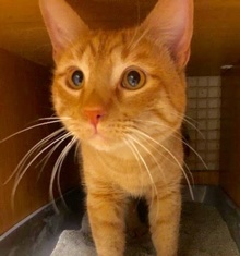 [another picture of Tolowa, a Domestic Short Hair orange\ cat] 