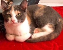 [another picture of Joy, a Domestic Medium Hair dilute calico/blue\ cat] 
