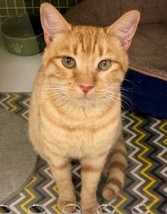 [another picture of Yosemite, a Domestic Short Hair orange\ cat] 