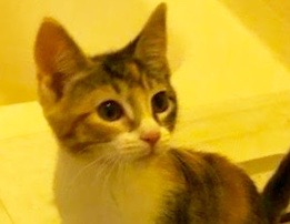 [picture of Sage, a Domestic Medium Hair calico\ cat] 