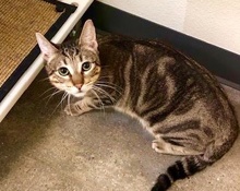 [another picture of Keebler, a Domestic Short Hair brown marble tabby\ cat] 