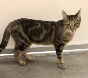[picture of Keebler, a Domestic Short Hair brown marble tabby cat]