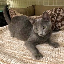 [another picture of Stormy, a Russian Blue Mix blue\ cat] 