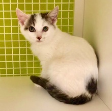 [another picture of Flair, a Turkish Van Mix white/brown\ cat] 