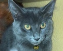 [picture of Ash, a Ragdoll Mix Blue cat]