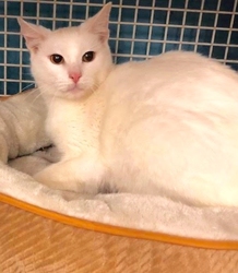 [picture of Sweeto, a Turkish Van Mix white cat]