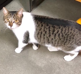 [picture of Auvi, a Maine Coon-x brown tabby/white cat]