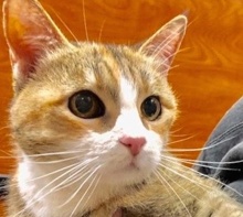 [picture of Roni, a Domestic Medium Hair calico\ cat] 