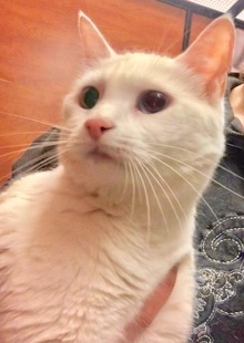[another picture of Icelie, a Domestic Short Hair white bi-eyed\ cat] 