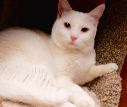 [picture of Icelie, a Domestic Short Hair white bi-eyed cat]